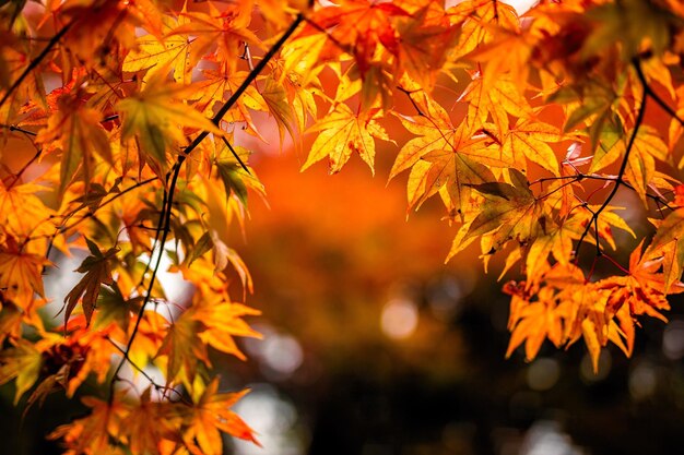 Close-up of maple tree during autumn