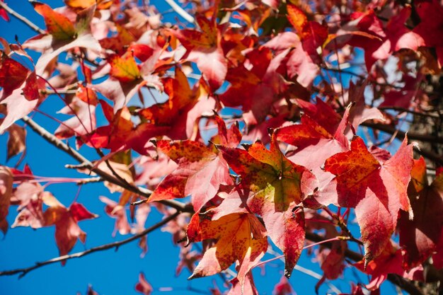 Close-up of maple tree during autumn