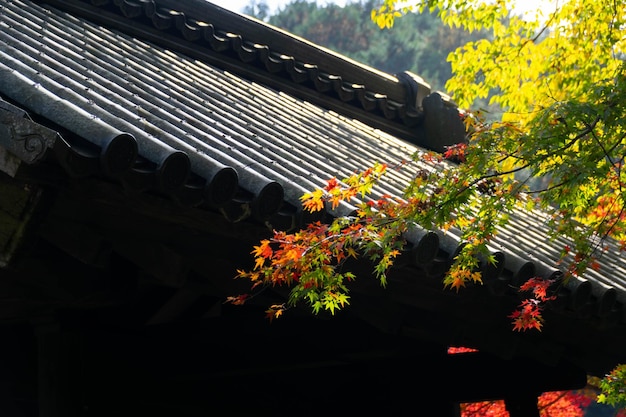 Close up of maple tree leaves during autumn with color change
on leaf in orange yellow and red with background of traditional
japanese shrine temple roof