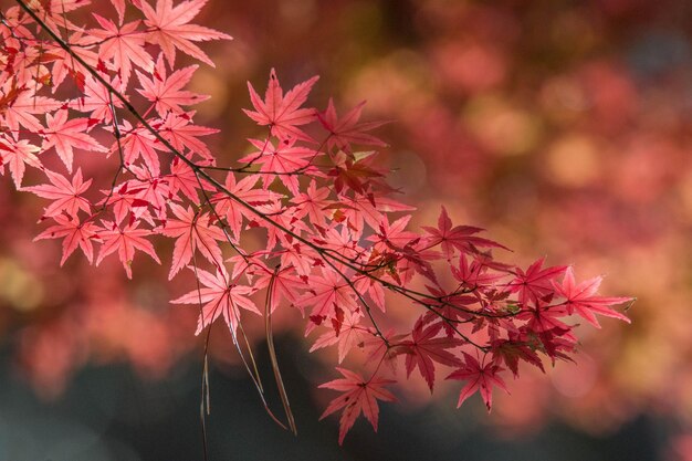 Photo close-up of maple tree