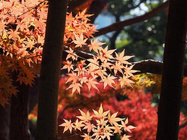 Photo close-up of maple tree