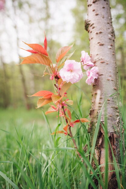 Close-up of maple tree