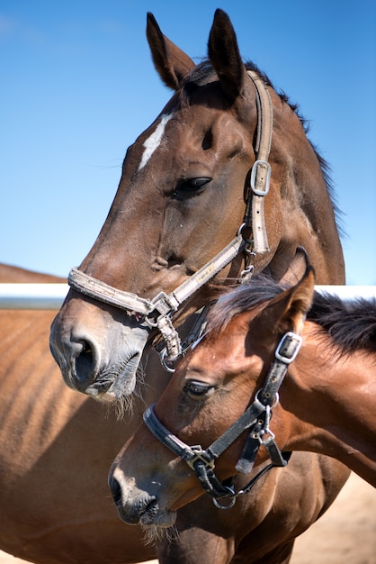 牧草地のパドックで子馬と馬のクローズアップ