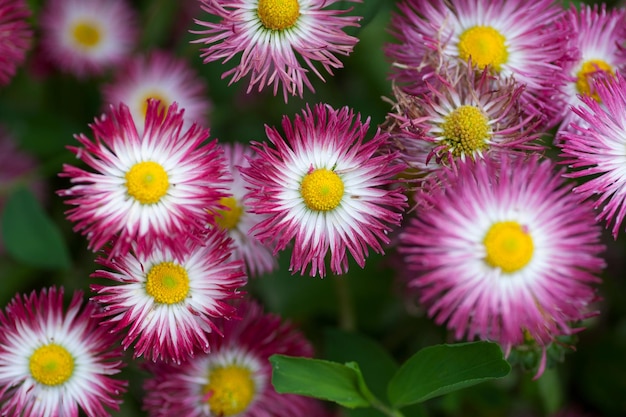 Close up of marguerites