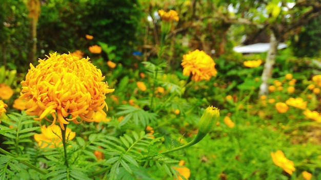 Close-up of marigold blooming outdoors