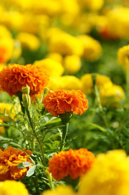 Close-up of marigold blooming outdoors