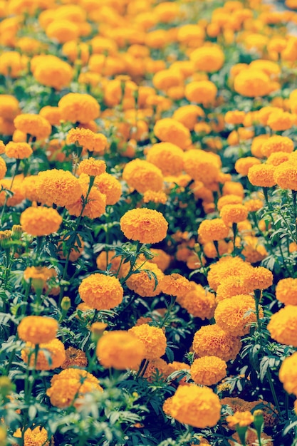 close up marigold flower on field