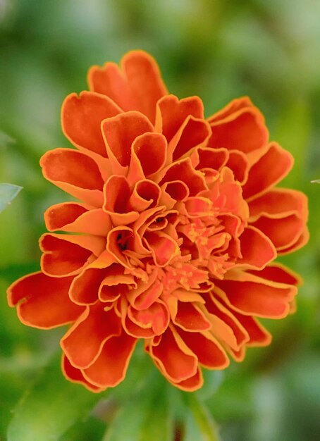 Foto prossimo piano del fiore di marigold