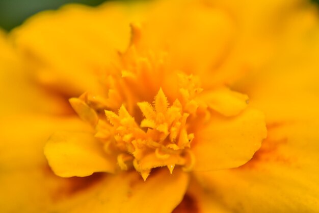 Close-up of marigold flower