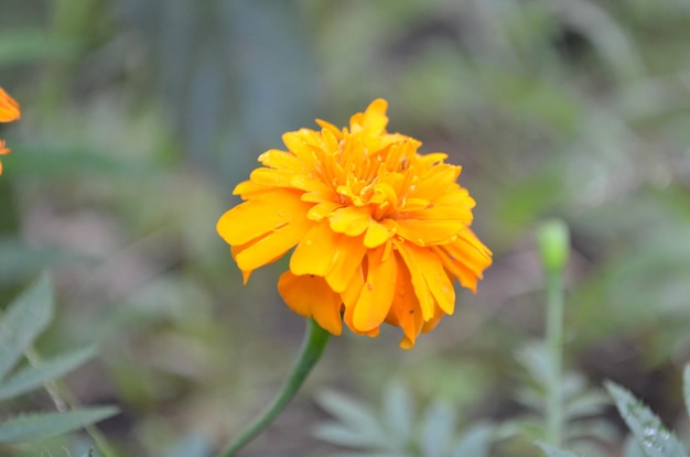 Photo close-up of marigold flower