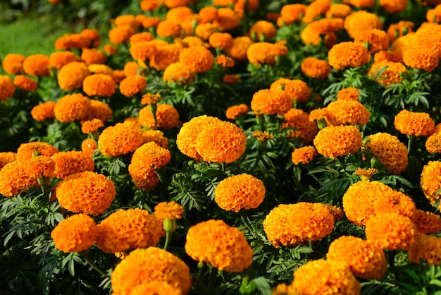 Close-up of marigold flowers