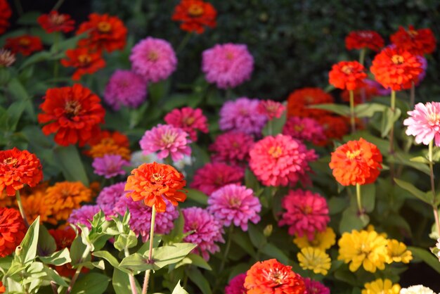 Close-up of marigold flowers