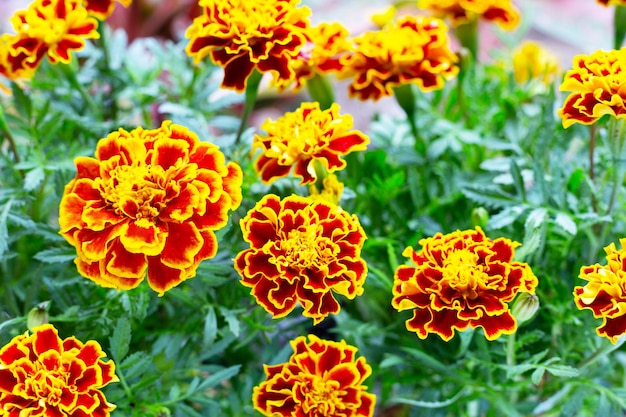 Close-up of marigold flowers