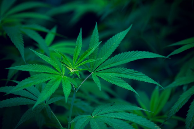 Foglie di marijuana in primo piano, cannabis su sfondo scuro dark