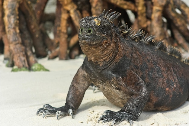 Prossimo piano dell'iguana marina sulla spiaggia