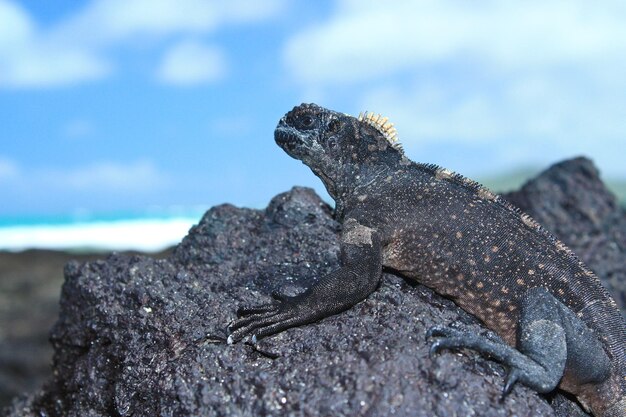 Photo close-up of marine iguana on rock at sea shore