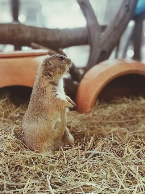 に閉じ込められたマルモットのクローズアップ