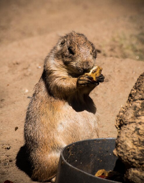 野原で食事をしているマルモットのクローズアップ