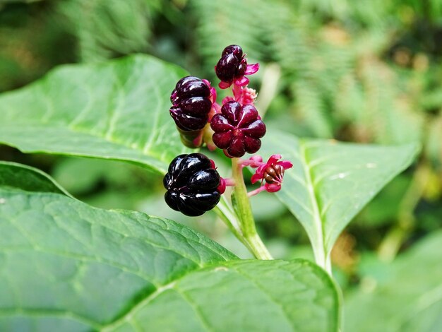 Photo close-up of maroon flowers on plant