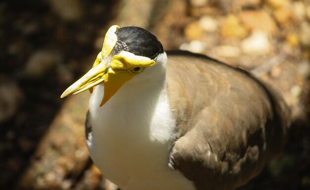 Photo close-up of masked lapwing