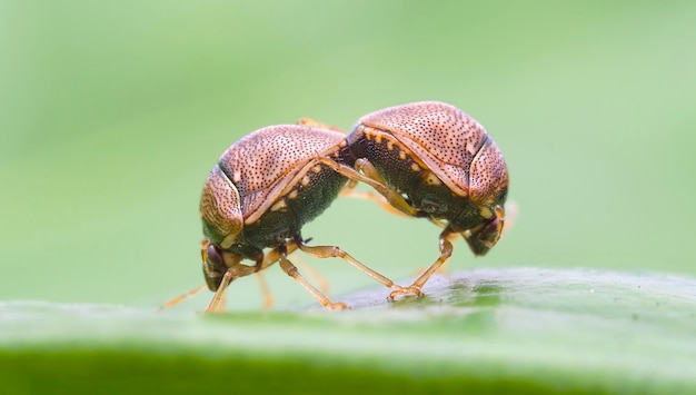 Foto prossimo piano di coppie di insetti scudieri che si accoppiano