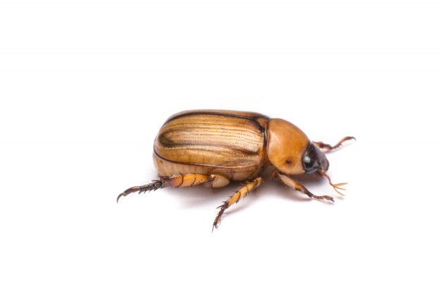 クローズアップカブトムシや白で隔離されるcockchafer