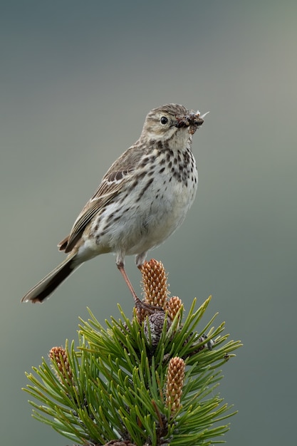 Close-up of a meadow pipit in nature