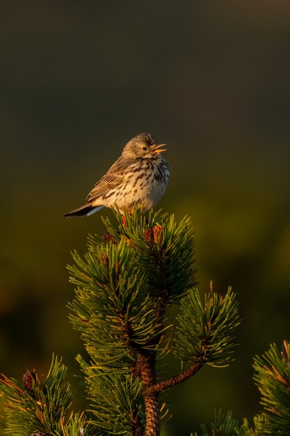 Close-up of a meadow pipit in nature