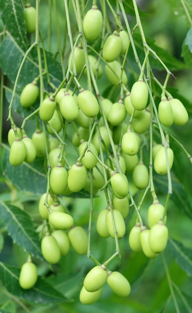 Photo close up of medicinal neem fruits