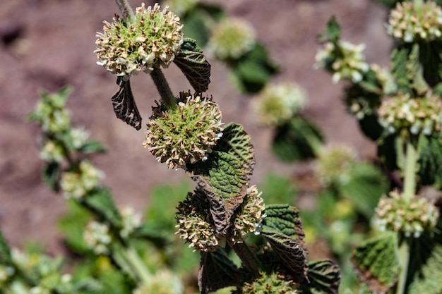 Photo close-up of a medicinal plant, ocimum sanctum