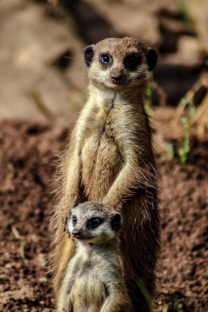 Foto prossimo piano di suricata sul campo