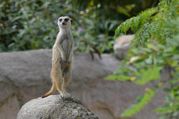 Foto prossimo piano di un suricata sulla roccia