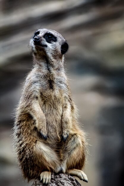 Foto close-up di un suricata seduto nello zoo