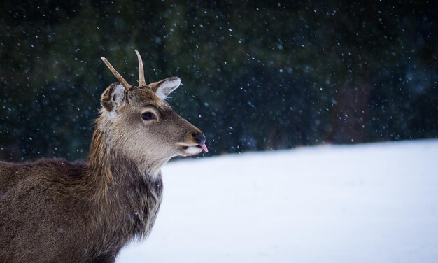 Foto prossimo piano di suricata sulla neve