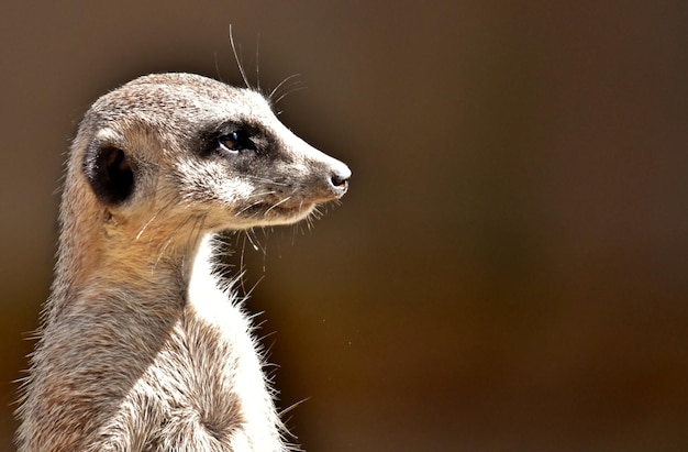 Close up of a Meerkat standing guard