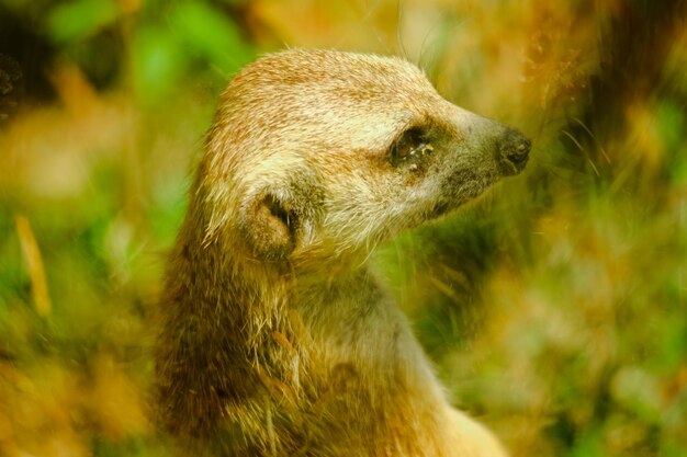 Photo close-up of meerkat