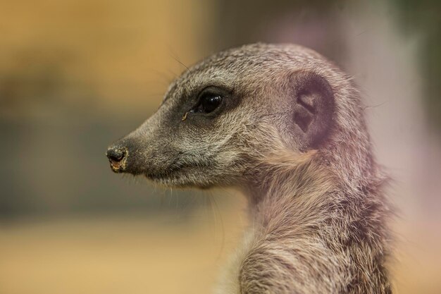 close-up of meerkat