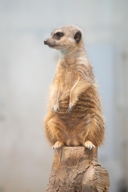 Foto prossimo piano del suricata