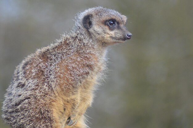 Close-up of meerkat