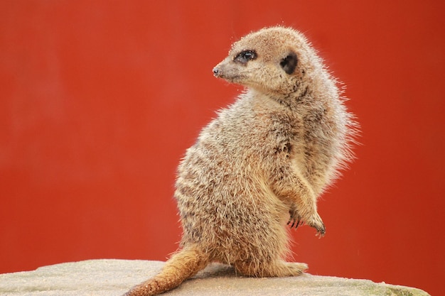 Close-up of meerkat