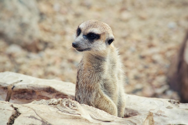 Close-up of meerkat