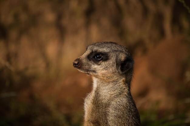 Foto prossimo piano del suricata