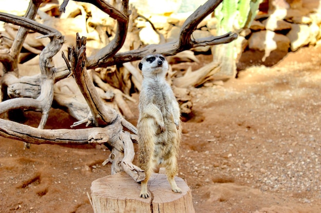 Foto prossimo piano del suricata