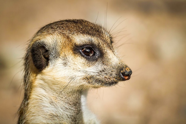 close-up of meerkat