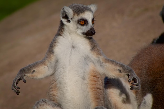 Close-up of meerkat