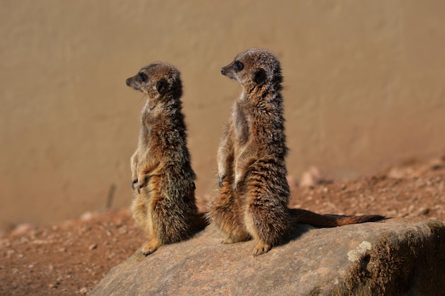 Close-up of meerkats standing on rock in desert