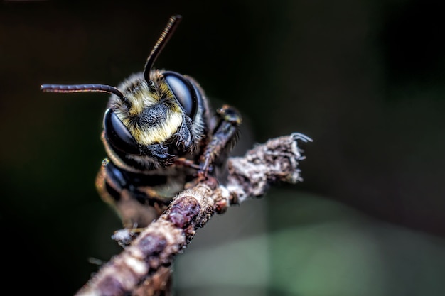 Крупный план Megachilidae на листе