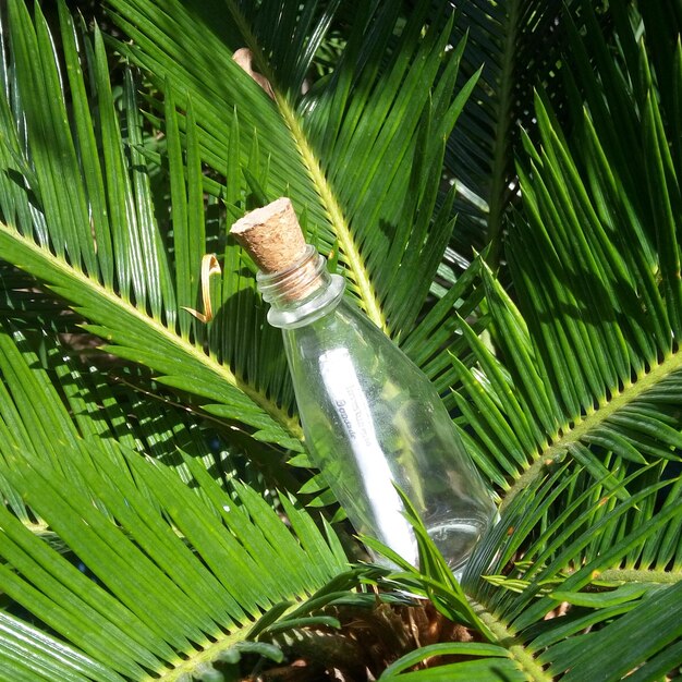 Foto close-up di un messaggio in una bottiglia su una palma