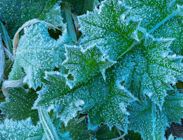 Close-up met blad van een ijzige groene plant in een ochtend