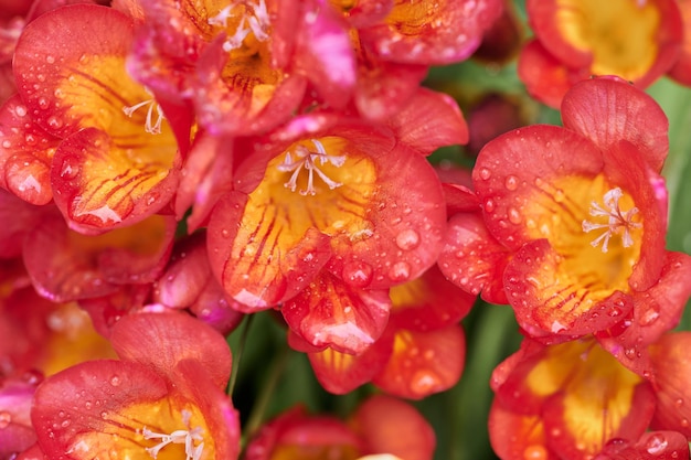 Close-up met groep natuurlijke rode Freesia in tuin en waterdruppels